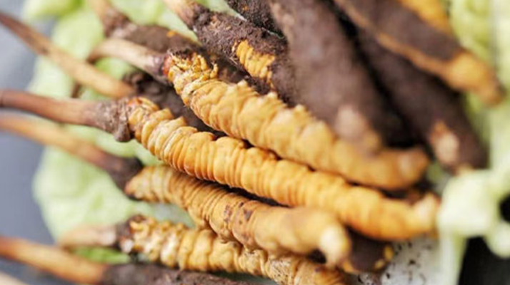 冬蟲(chóng)夏草鮮草可以生吃嗎？一文解讀食用真相
