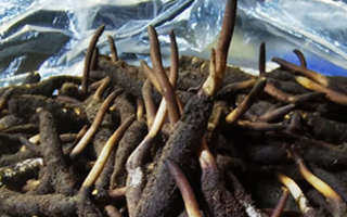 冬蟲夏草鮮草能不能泡酒？科學(xué)解析與實(shí)用指南