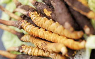 冬蟲(chóng)夏草鮮草可以生吃嗎？一文解讀食用真相