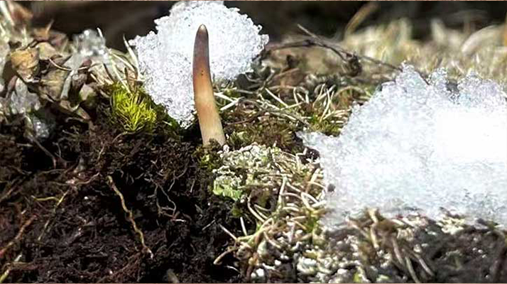 探秘雪域珍寶：最大的新鮮<a href=http://m.lhxls.com/ target=_blank class=infotextkey><a href=http://m.lhxls.com/s/nqcc/ target=_blank class=infotextkey>那曲冬蟲夏草</a></a>