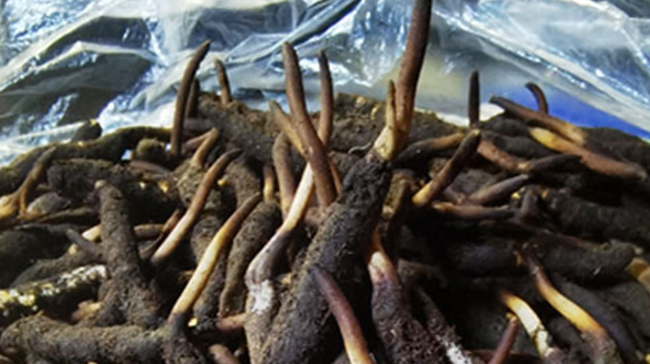 新鮮冬蟲夏草能放多久吃？一文掌握儲(chǔ)存與食用期限