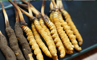 鮮冬蟲夏草什么季節(jié)最好？滋補時機(jī)大揭秘