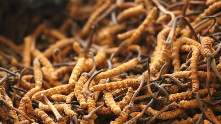 正宗冬蟲(chóng)夏草一斤多少錢(qián)？?jī)r(jià)格背后的市場(chǎng)真相與選購(gòu)指南?