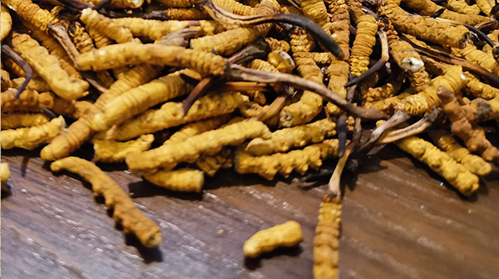 斷的冬蟲夏草有效果嗎？一文揭開真相