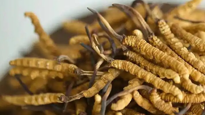 冬蟲夏草特級多少錢一克？多因素交織下的價格探秘