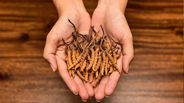 冬蟲夏草怎么食用效果好？掌握這些方法發(fā)揮最大功效