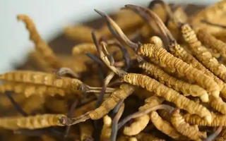 冬蟲夏草特級多少錢一克？多因素交織下的價格探秘
