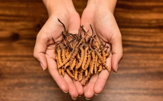冬蟲(chóng)夏草怎么食用效果好？掌握這些方法發(fā)揮最大功效