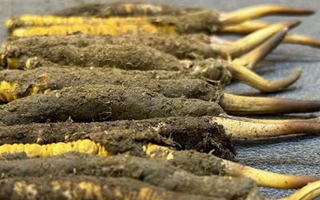 一根鮮冬蟲夏草多少錢？影響價(jià)格的核心因素解析