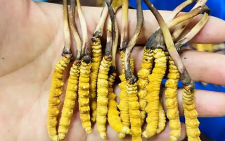 冰鮮冬蟲夏草能吃嗎？科學解讀與食用指南