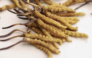 賣(mài)冬蟲(chóng)夏草的地方哪里有？全面解析購(gòu)買(mǎi)渠道與選購(gòu)策略