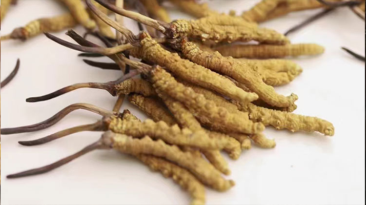 冬蟲(chóng)夏草怎么分辨新鮮的