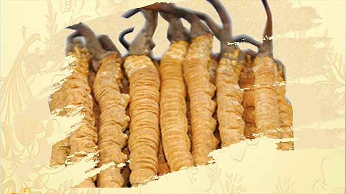 <a href=http://m.lhxls.com/ target=_blank class=infotextkey>冬蟲夏草</a>夏天如何保存