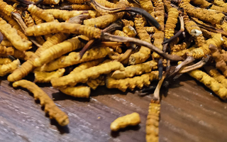 冬蟲夏草服用禁忌全解：科學(xué)搭配，安全養(yǎng)生新指南