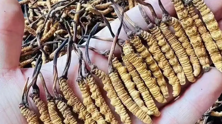 冬蟲夏草一克多少條？看懂規(guī)格，選對(duì)滋補(bǔ)品