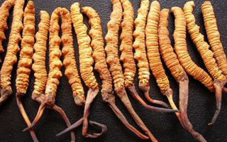 3 克冬蟲(chóng)夏草大約幾根？一文讀懂規(guī)格與數(shù)量的關(guān)系
