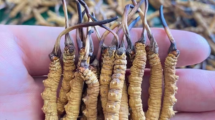 一盒冬蟲(chóng)夏草多少錢(qián)？從規(guī)格到定位的價(jià)格解析