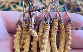 一盒冬蟲夏草多少錢？從規(guī)格到定位的價(jià)格解析