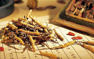 老人可以喝冬蟲夏草湯嗎？科學(xué)分析與飲用指南
