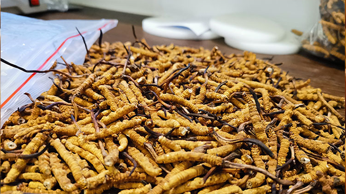 冬蟲夏草：泡水喝還是煮一下？?jī)煞N食用方式的全面對(duì)比