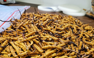 冬蟲夏草：泡水喝還是煮一下？?jī)煞N食用方式的全面對(duì)比