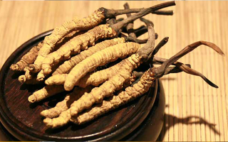 剛挖采的冬蟲夏草怎么辦？科學(xué)處理與儲存指南